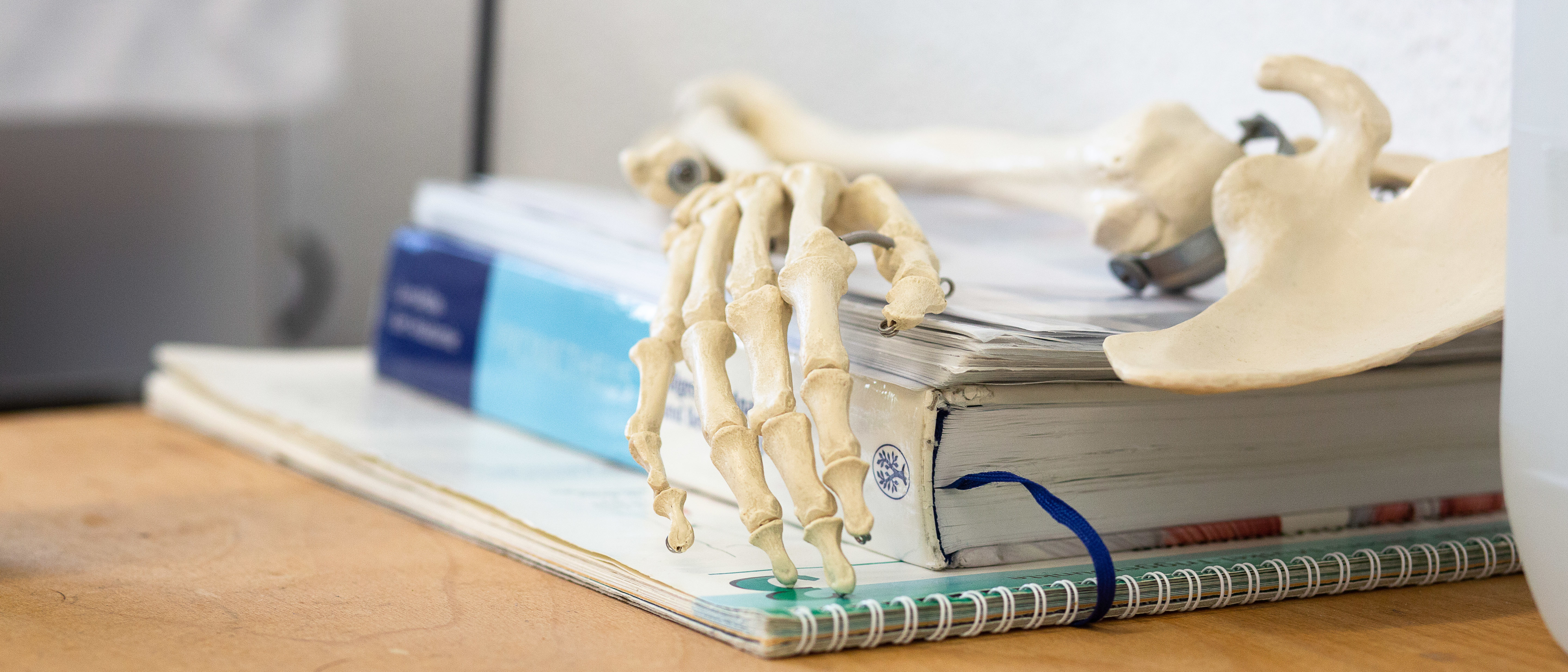 Ein Modell der Knochen eines menschlichen Arms liegt auf einem Tisch