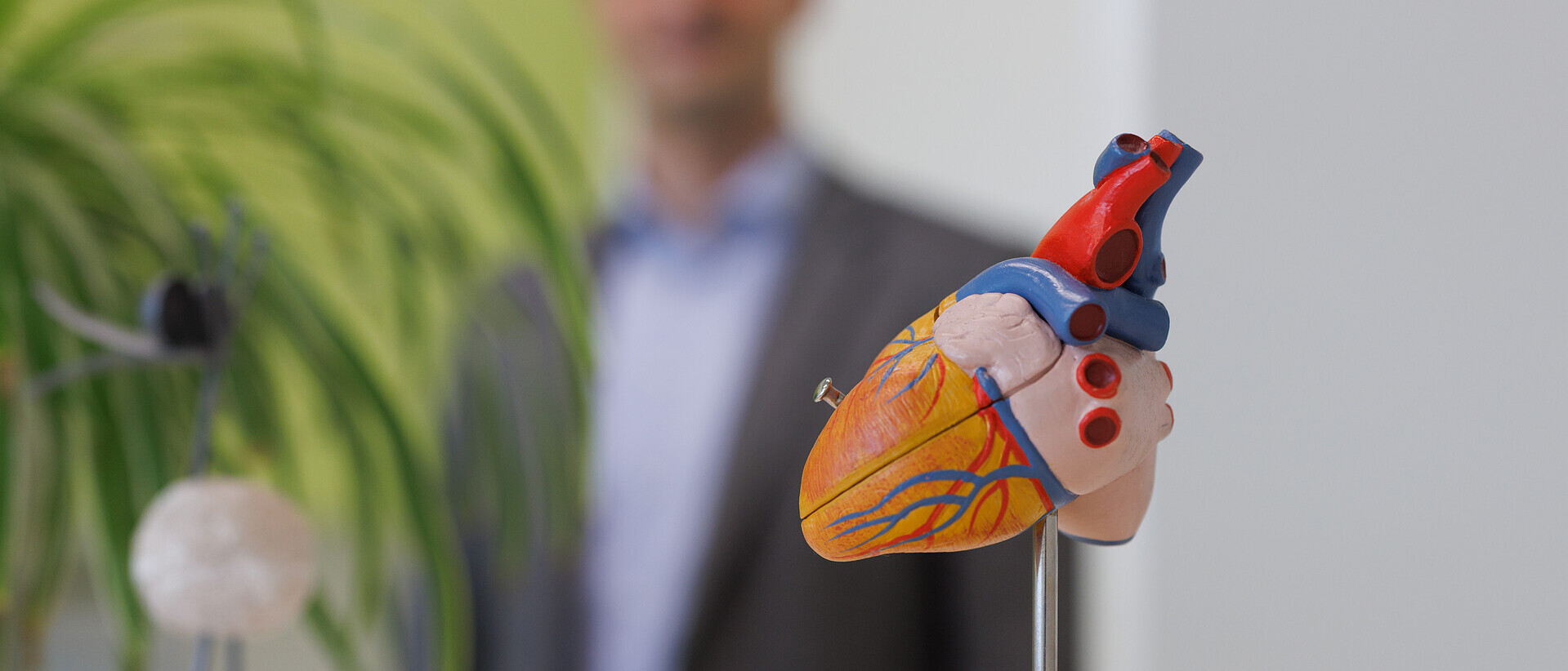 Modell eines Herzens im Fokus des Fotos.