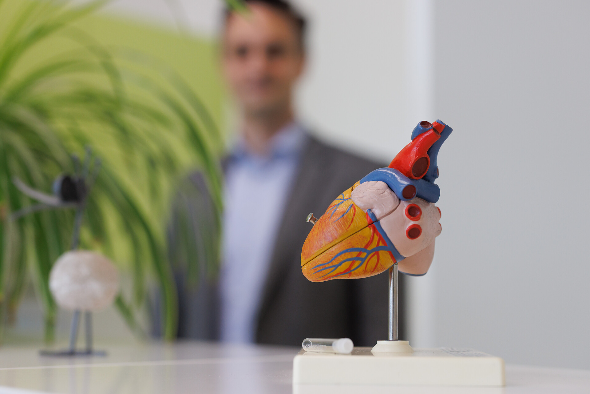 Modell eines Herzens im Fokus des Fotos.